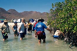studying the mangroves