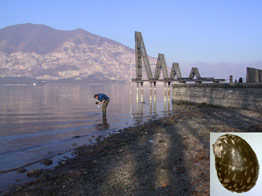 Paul Bunje collecting snails in Italy