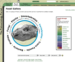 Fossil Gallery page