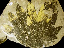 Fossil Sycamore leaf