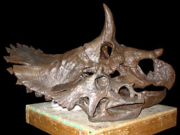 Small Triceratops skulls