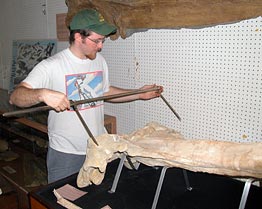 Nick Pyenson measuring a fossil sperm whale skull