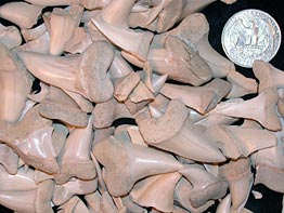 Sharktooth Hill shark teeth in the UCMP collections
