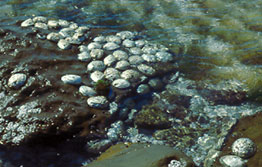 Abalone exposed at low tide