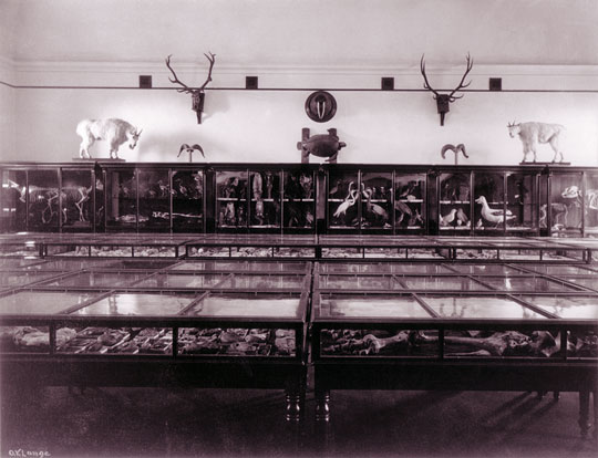South Hall's Natural History Museum