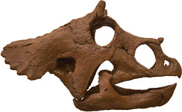 Smallest Triceratops skull