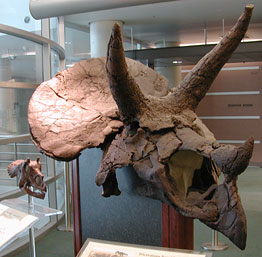 Skulls of adult and baby Triceratops