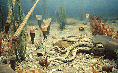 conodonts ordovician period