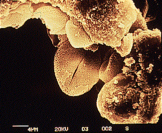 clarnopollen