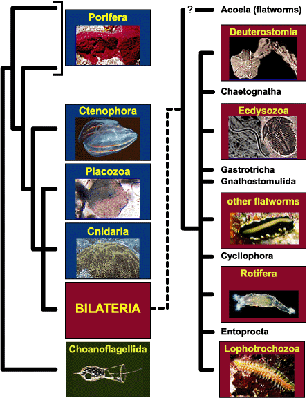 Phylogenetic Hypothesis for Animals