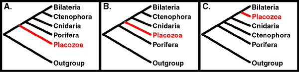 alternatieve hypothesen voor de fylogenetische positie van Placozoa