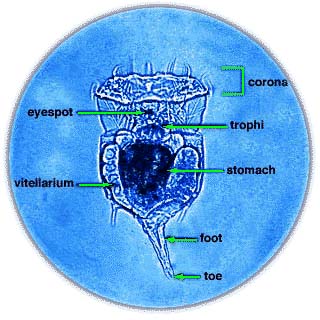Rotifer anatomy