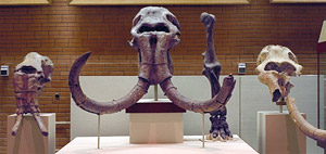 Mammoth skulls