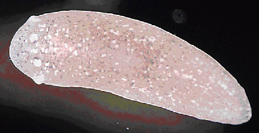 Platyhelminthes emésztőrendszer típusú. Laposférgek – Wikipédia