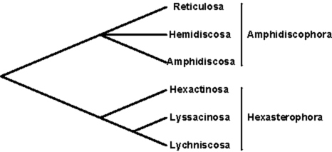 Visit the Hexactinellid Systematics Page