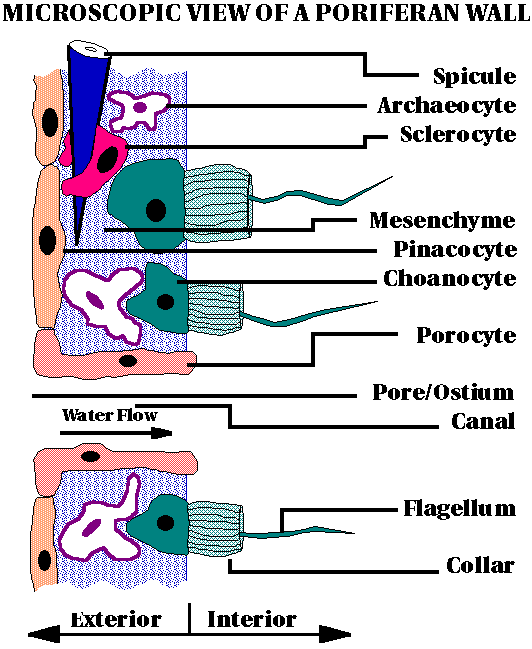 can choanocytes move in sponges