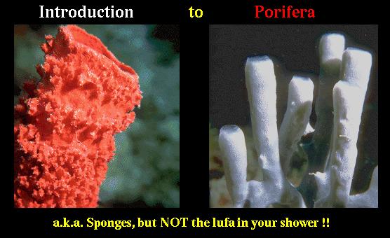 Introduction to Porifera