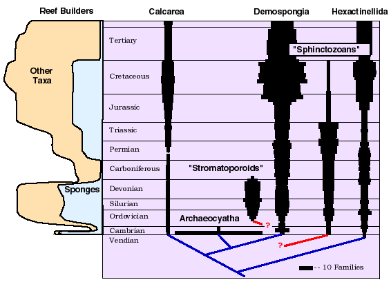 fossil record timeline