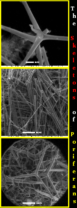 silica spicules