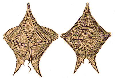 dinoflagellates