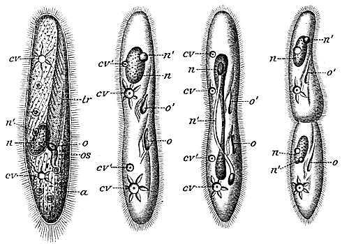 ciliophora paramecium