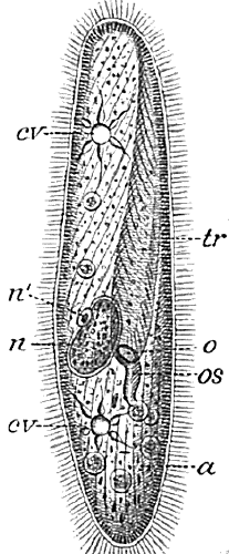Paramecium Morphology
