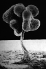 Physarum sporangium