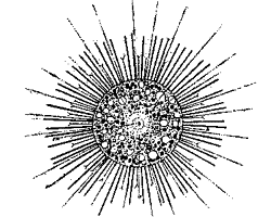 Morphology of the Radiolaria