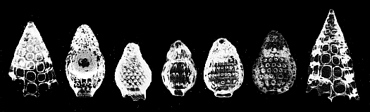 Radiolarians