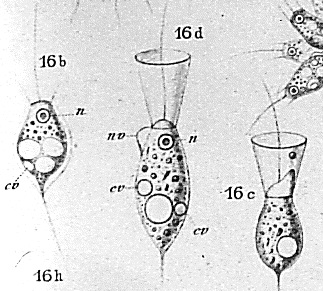 choanoflagellates life cycle