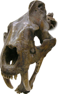 Smilodon skull, oblique view