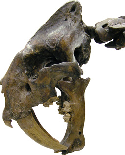 Smilodon skull, side view
