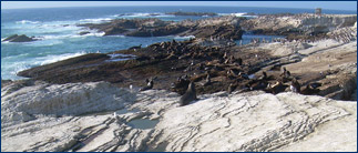 Sea lions and seabirds on Monterey Formation exposures