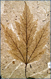 Acer florissanti leaf