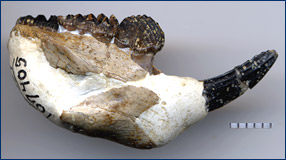 Right dentary of the multituberculate mammal Meniscoessus robustus