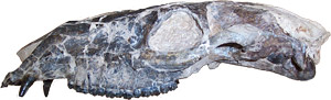 Miohippus skull