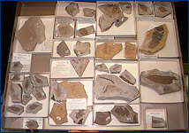 A drawer of John Day plant fossils