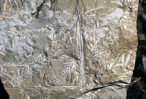 Fossil leaves and twigs