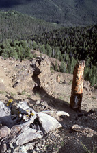 Multiple petrified stumps
