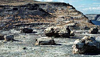 fossil stumps