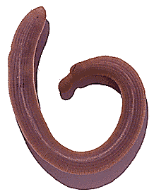 Sipunculus sp., a burrowing sipunculid
