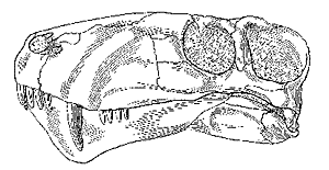 Lycaenops skull