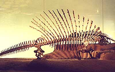 Edaphosaurus mount