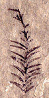 Florissant redwood leaf