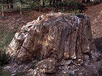 Another stump of a petrified redwood tree