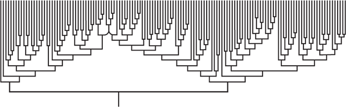 A phylogenetic tree shown in a horizontal format. The tree branches from a single root node at the bottom, extending upward and outward into multiple hierarchical levels with numerous terminal branches at the top, creating a comb-like or dendrogram pattern. The illustration uses simple black lines on a white background.