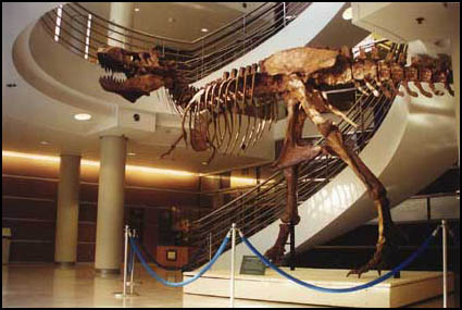 UCMP's T. rex skeleton
