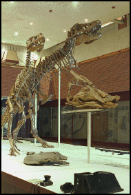 photo of Tarbosaurus