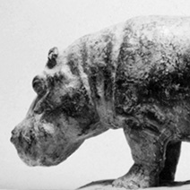 Hippopotamus
