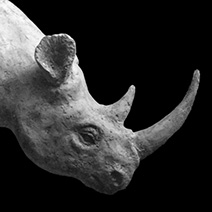 Rhinoceros